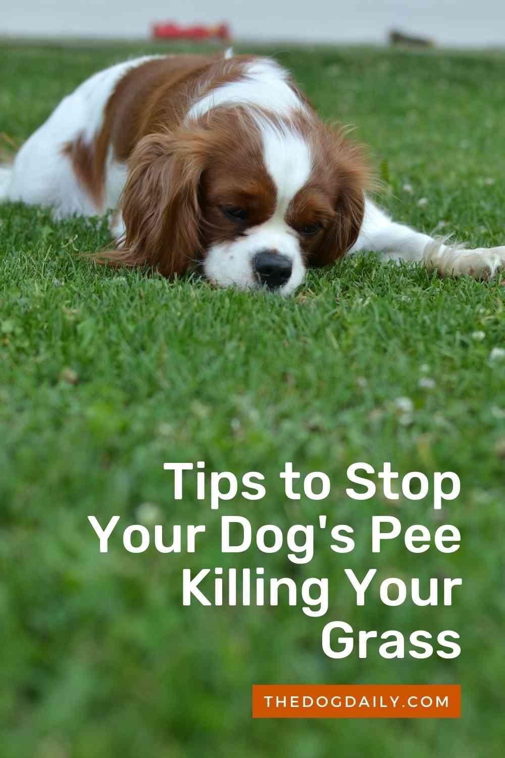Simple Tips to Stop Dog Pee Killing Grass The Dog Daily