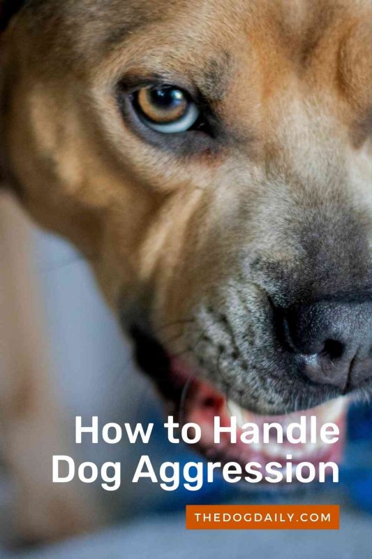How to Handle Dog Aggression thedogdaily.com