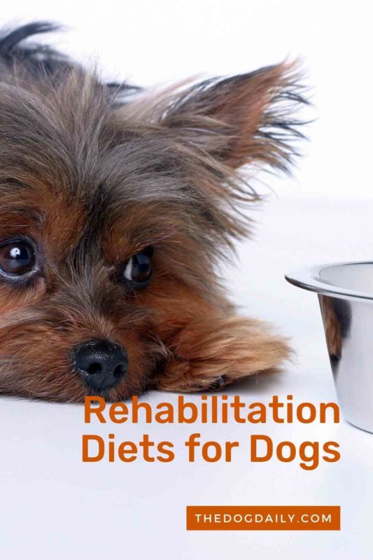 Rehabilitation Diets for Dogs thedogdaily.com