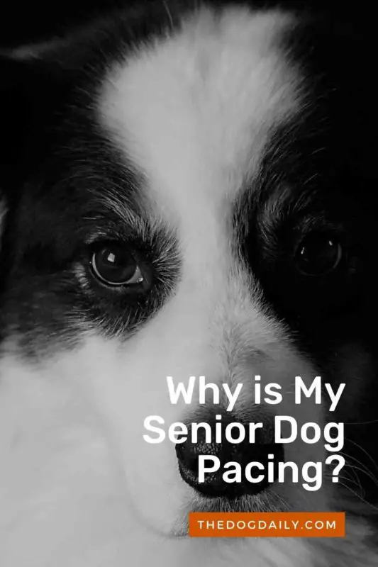 Why is My Senior Dog Pacing thedogdaily.com