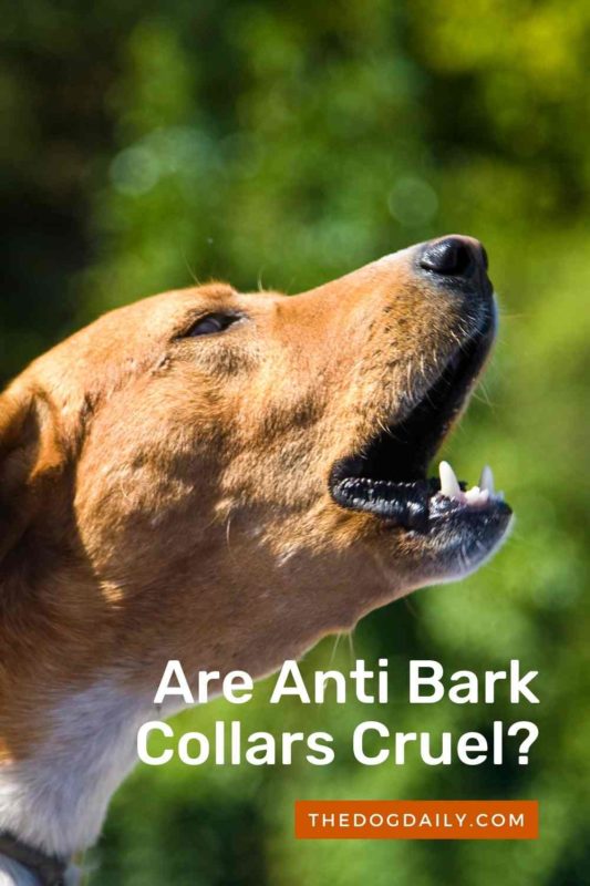 Are Anti Bark Collars Cruel thedogdaily.com
