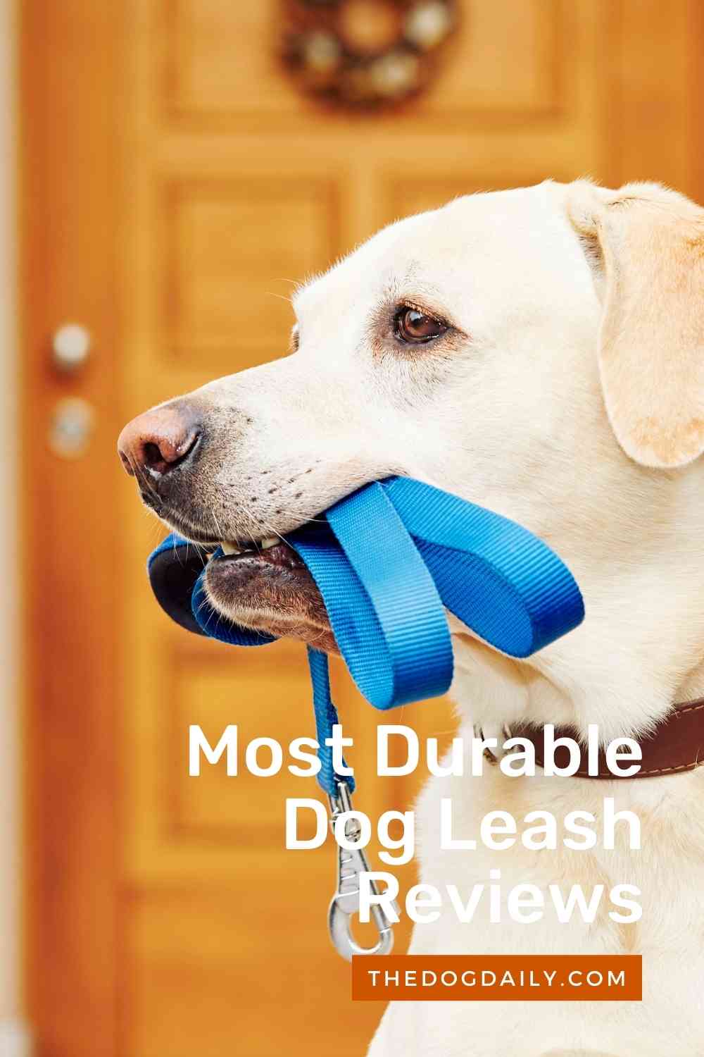 Our Durable Dog Leash Reviews - The Dog Daily