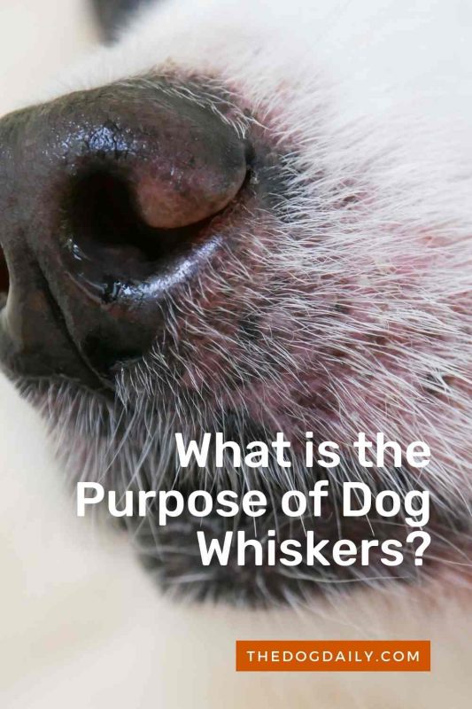 What is the Purpose of Dog Whiskers