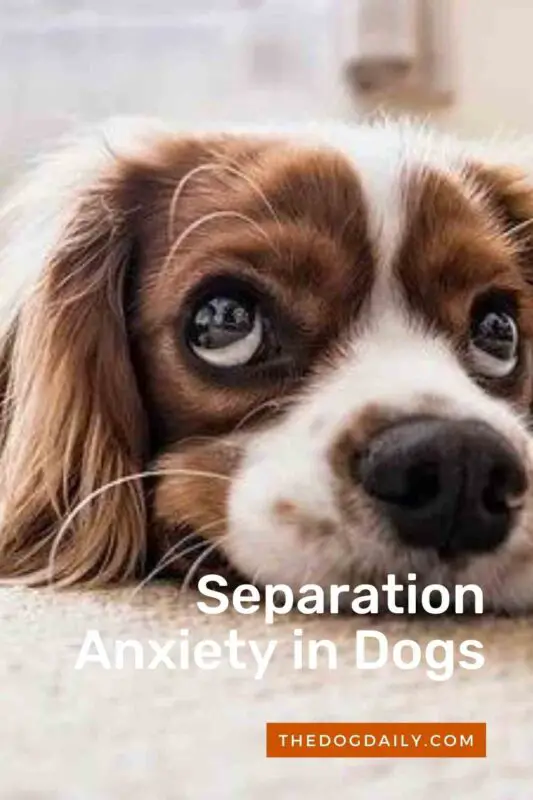 ways to help dogs with separation anxiety