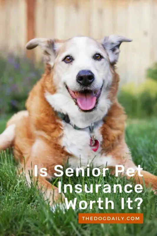 Best Pet Insurance For Elderly Dogs