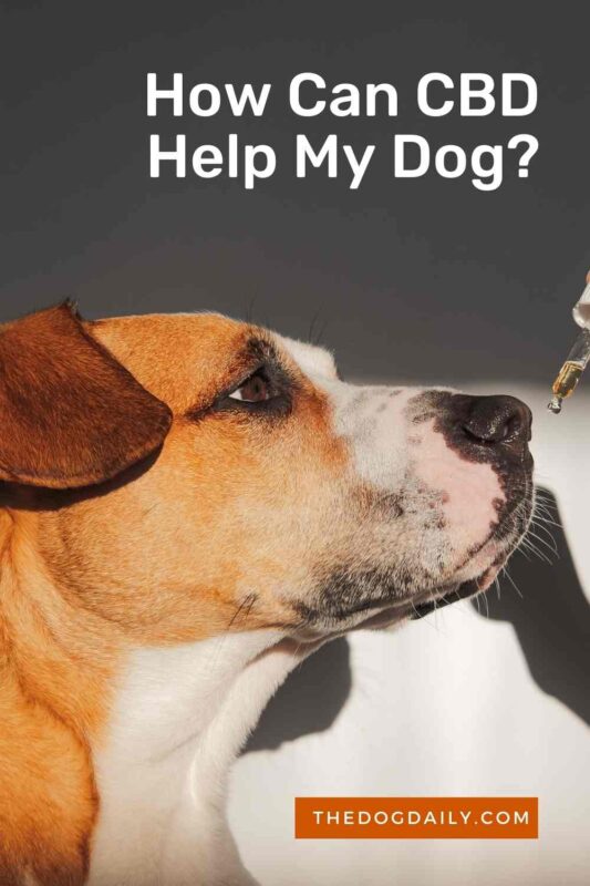 How Can CBD Help My Dog