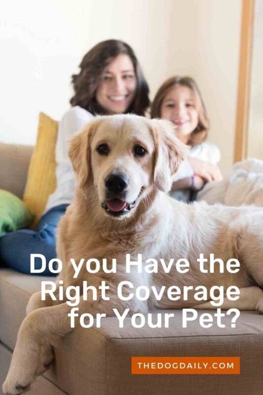 Do you Have the Right Coverage for Your Pet