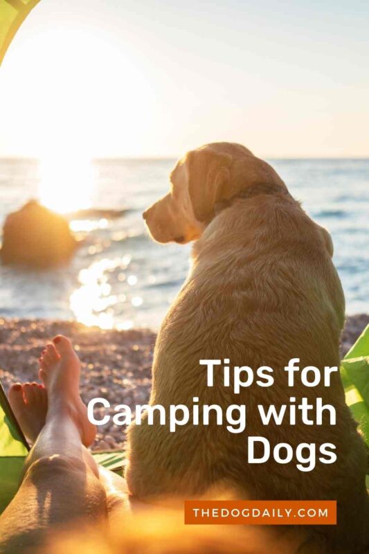 Tips for Camping with Dogs pin