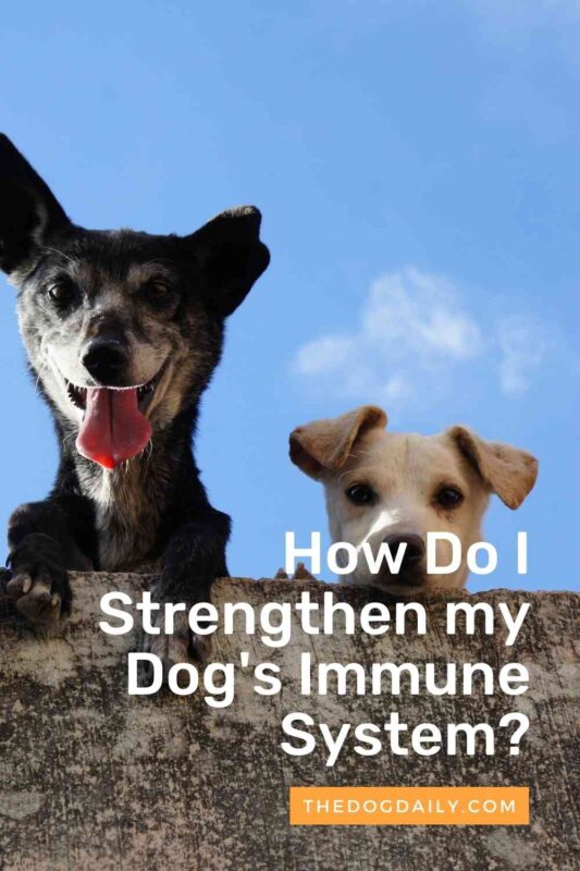 Strengthen Dog Immune System