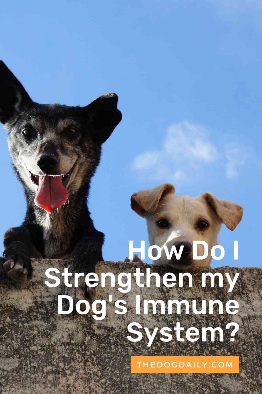How to Strengthen the Immune System of Dogs The Dog Daily