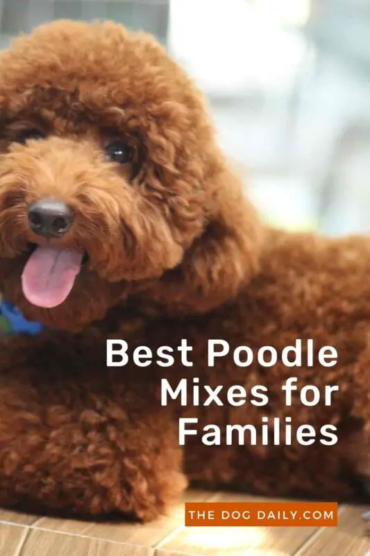 Best Poodle Mixes for Families The Dog Daily