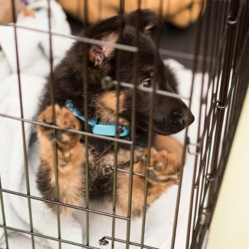 Alsatian puppy training in his crate