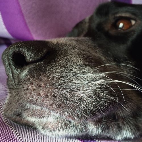 Close up of my dogs whiskers