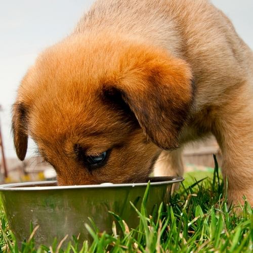 Cute puppy easing out of his bowl. What is the healthiest dog food for puppies
