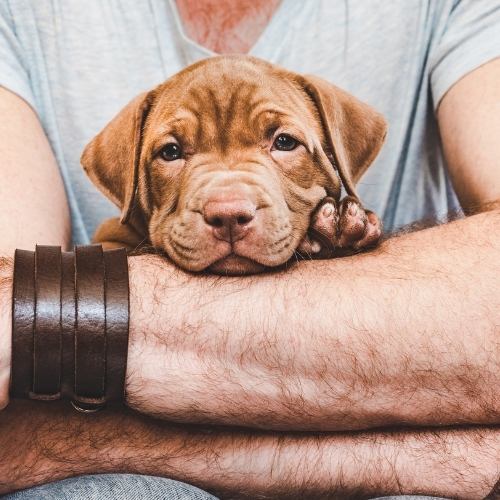 Cute puppy in arms of owner on Top 5 Puppy Breads for first-time dog parents