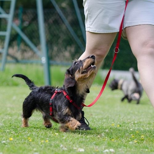 Man training his dog good behavior in the park