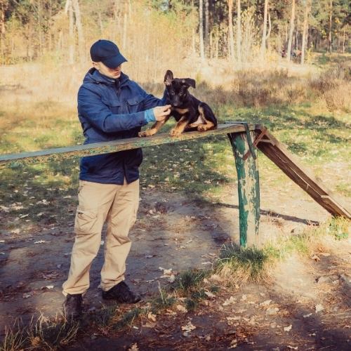 Man training his puppy in early learning classes