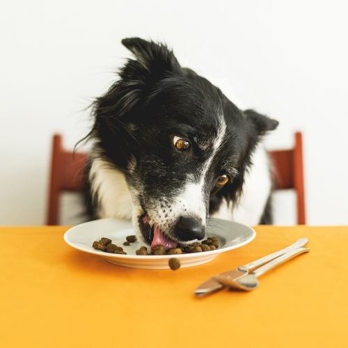 My dog eating his food from a plate on the table, is it safe