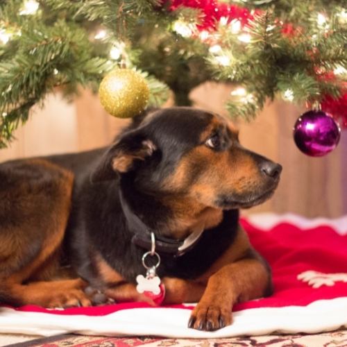 My dog under the christmas tree about to drink the water