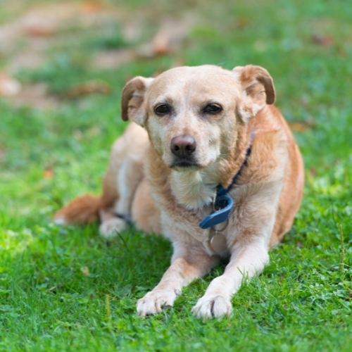 My old dog after I adopted it