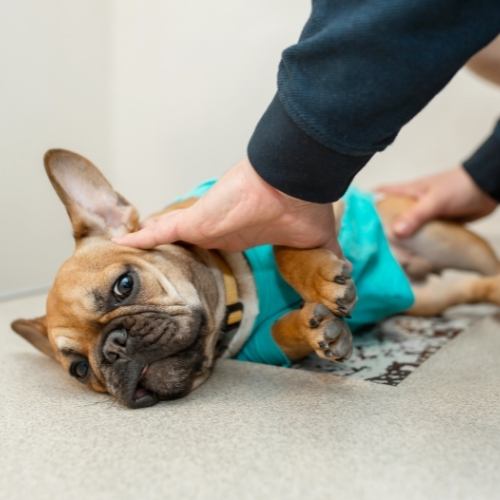 Pug dog getting his check up at the vets for his health