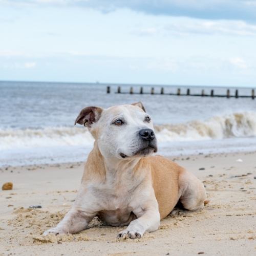Wendys older dog enjoying the beach with great pet insurance