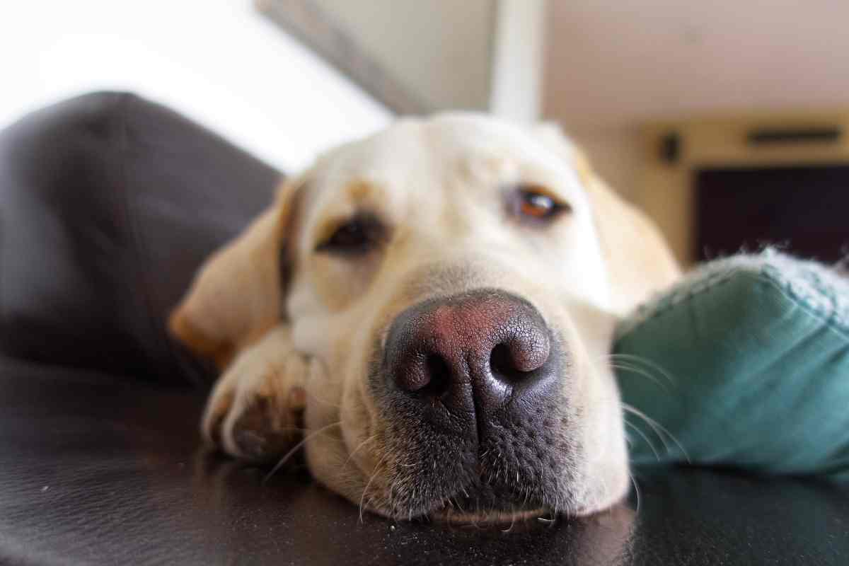 why do dogs have whiskers under their chin